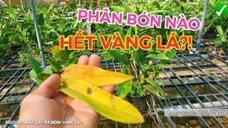 CHIA SẺ VỀ BỆNH VÀNG LÁ, RỤNG LÁ PHONG LAN CHI TIẾT NHẤT | #HOALANDUYPHONG
