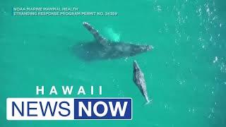 Humpback whale calf injured in waters off Maui after officials say it was hit by a ship