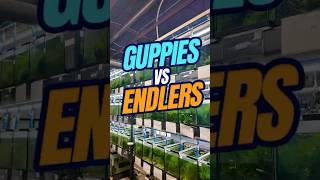 Endlers and Guppies | Guppies vs Endlers