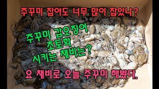 갑오징어 전용 가짓줄 채비로 주꾸미 초토화 시켜봤다 마술의 이프로 채비.