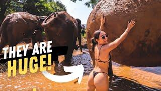 WE WASHED ELEPHANTS!! - CHIANG MAI ELEPHANT JUNGLE SANCTUARY | THAILAND