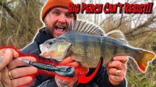 The BEST Rig For BIG River Perch!