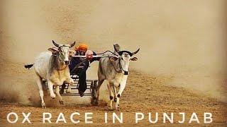 Ox Race | Hoshiarpur | Punjab| Visit Punjab|