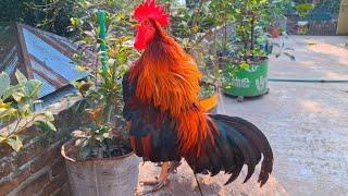 rooster crowing competition