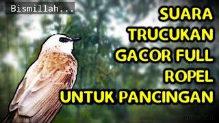 TRUCUKAN JENIS APAPUN 100% PASTI NYAUT MENDENGAR SUARA PANCINGAN TRUCUKAN ROPEL INI