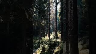  #forest #Carpathians #shorts #world