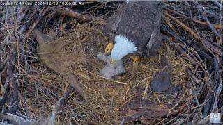 After the storm Window To Wildlife Captiva Eagle Cam | Connie & Clive