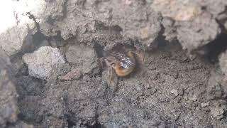 Red mason bee female collecting mud