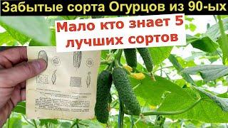 Лучшие Сорта Огурцов из 90 ых. Вы знали эти сорта Огурца?