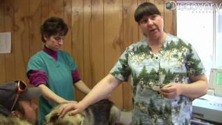 Iditarod: Head Vet Technician