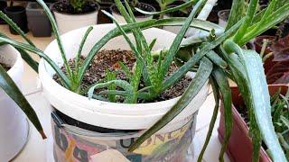 ALOE VERA BAKIMI ÜRETİMİ  NASIL TOPRAK SEVER NEREDE TUTMALIYIZ ,NASIL ÇOĞALTILIR NE KADAR SU 