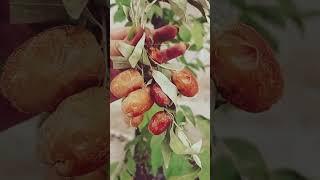 سنجد تازه همدان| #روستا #iran زندگی روستایی آهنگ دهاتی شادمهر عقیلی #nature تعطیلات تابستانی