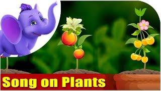 Song on Plants - Five Main Parts of a Plant in Ultra HD (4K)