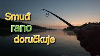 SVITANJE NA RECI × AKTIVNOST SMUĐA U JUTARNJEM CUGU   #fishing #zander