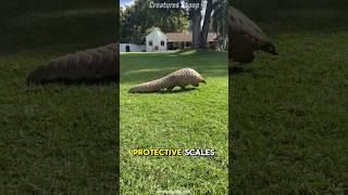 The Only Mammal Covered in Scales – Meet the Pangolin! 