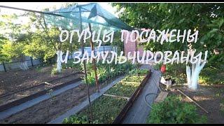 У нас ЛЕТО! Началась ЖАРА! Дима запустил ЛЕТНИЙ ДУШ и сделал МУЛЬЧУ Я высадила ОГУРЦЫ_ 25.05.2025