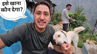 डब्बू को तरसाली वाले घर में अकेला छोड़ दिया || Pahadi Lifestyle Vlog || Cool Pahadi