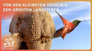 XXL-Doku: Gegensätze der Tierwelt | Real Wild Deutschland