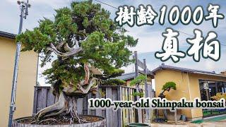 世界を代表する真柏盆栽への挑戦～人が守り繋ぐ1000年の歴史のこれから～