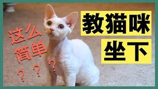 【猫咪训练】全网最快教会猫咪听口令坐下的教程