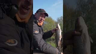 Lovely chubbly!   #fishing #matchfishing #angling #chub