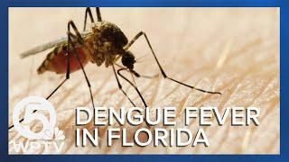 What are the symptoms of dengue fever?