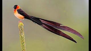 suara kicAuAn burung paling merdu di dunia untuk terapi, rileksasi atau masteran burung kicau #2