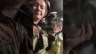 Знакомство с телёнком  