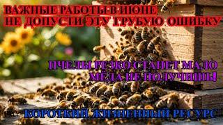 Важные РАБОТЫ В ИЮНЕ НЕ ЗАГУБИ СВОИХ ПЧЁЛ НЕ ДЕЛАЙ ЭТОГО будет МАССОВЫЙ ОТХОД МЁДА НЕ ПОЛУЧИШЬ 