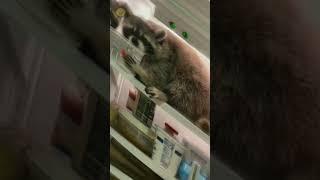 Енот всегда Енот