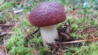 IT WAS TOO LATE WHEN THE MUSHROOM PICKER REALIZED THAT HE HAD MIXED UP THE FOREST! Mushroom picking