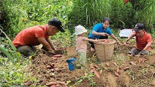 A 17-year-old single mother and her disabled father harvest sweet potatoes to sell at the market