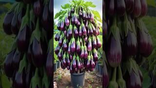 #gardening #garden #plants #vegetables #eggplant #satisfying #farming #fruiting #fruitgarden