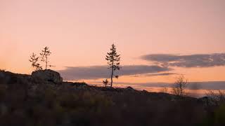 Cinematic Brand Film | Worlds oldest tree Old Tjikko | Shot on A7SIII