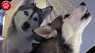 NORA THE HUSKY HOWLS & DOES HEAD TILTS