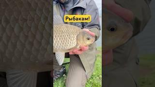 что для вас рыбалка?! #рыбалка #рыбалканафидер #карась #карасьнафидер #фидер