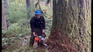 Big Timber Down by the Creek