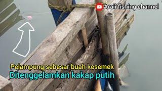 Pelampung sebesar buah kesemek ditenggelamkan kakap putih !! spot gacor tambak pulau cangkir