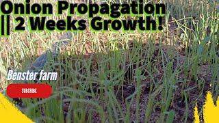 Onion Propagation || 2 Weeks Growth!