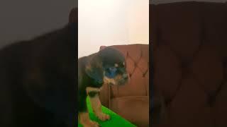 Baby Rottweiler ️️ My Breeding