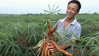 美国人不太理解，这种植物给猪都不吃，我国却大量种植