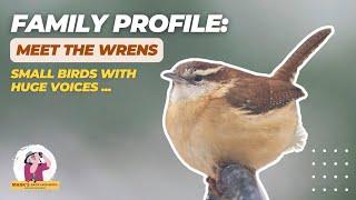 Family Profile: Meet the Wrens (small birds with huge voices)