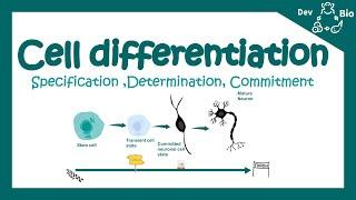 Cell differentiation | Fate specification | Specification vs determination | Developmental biology