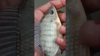 #apiya #fishing #fish #shorts #