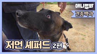 완벽한 강아지 저먼 셰퍼드가 반려견이 된다면 반드시 지켜야 할 것ㅣWhat A Perfect Shepherd Dog Needs To Do To Become A Pet Dog