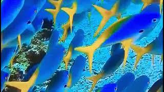 fishpalace#trending #water #colours #yellow #blue #love #ocean #travelling #ai #my #life