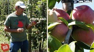 Cortland Apples | Bite Size