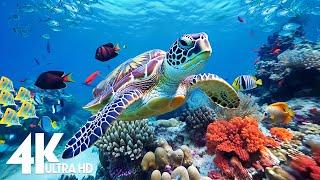 Aquarium 4K Video (Ultra HD)  Beautiful Coral Reef Fish - Relaxation Meditation Music