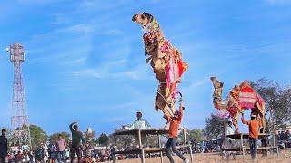 Rajhistani camel dancing Pomcho || New Rajasthani Song 2024 || New Camel Dance || 2024