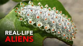 The Strange World of Caterpillars